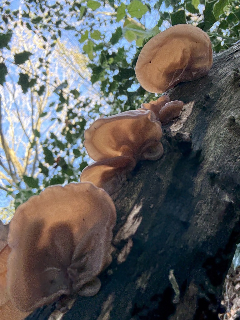 Auricularia auricula-judae · November 2025 · photo: © cjoynson (iNaturalist, cc0)