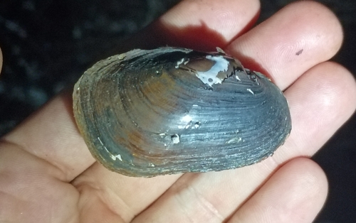 Little Spectaclecase