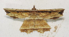Oroscopa variegata