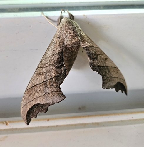 Polyptychus grayii