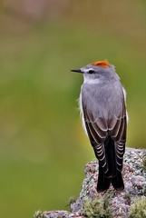 Muscisaxicola rufivertex