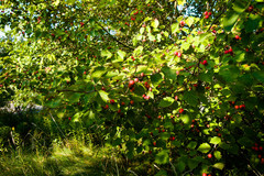 Crataegus coccinea