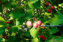 Crataegus coccinea