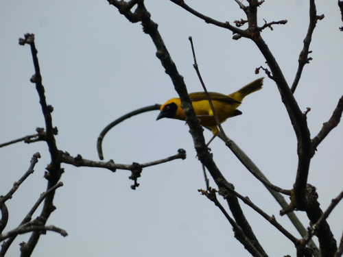 Bannerman's Weaver