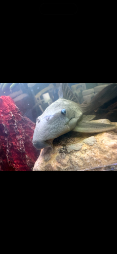 Blue-eyed panaque (Panaque cochliodon) — Loricariidae — 3