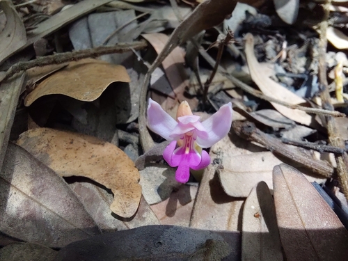 Brachycorythis lastii