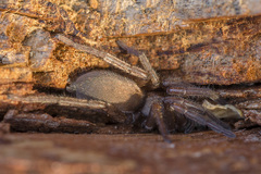 Scotophaeus quadripunctatus