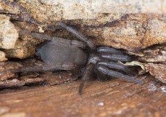 Scotophaeus quadripunctatus