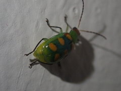 Diabrotica speciosa