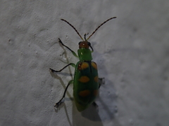 Diabrotica speciosa