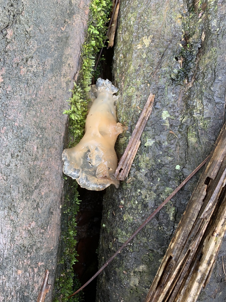 Auricularia delicata · December 2019 · photo: © pricklybriar (iNaturalist, cc0)