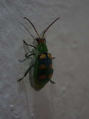Diabrotica speciosa