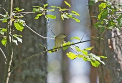 Ficedula