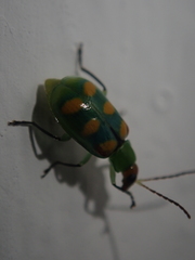Diabrotica speciosa