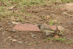 Crithagra atrogularis