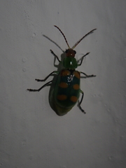 Diabrotica speciosa