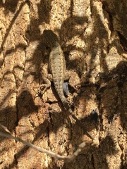 Sceloporus occidentalis