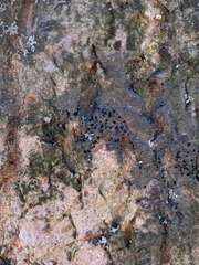 Amandinea