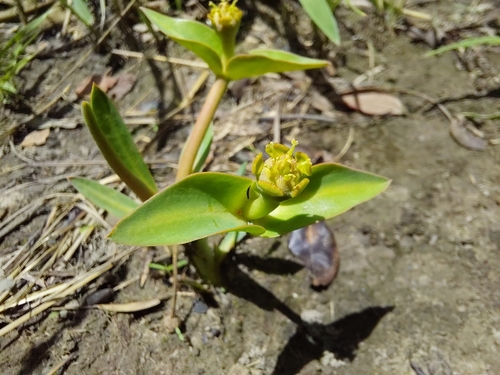 Euphorbia eranthes