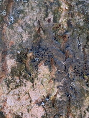Amandinea