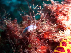 Goniobranchus thompsoni