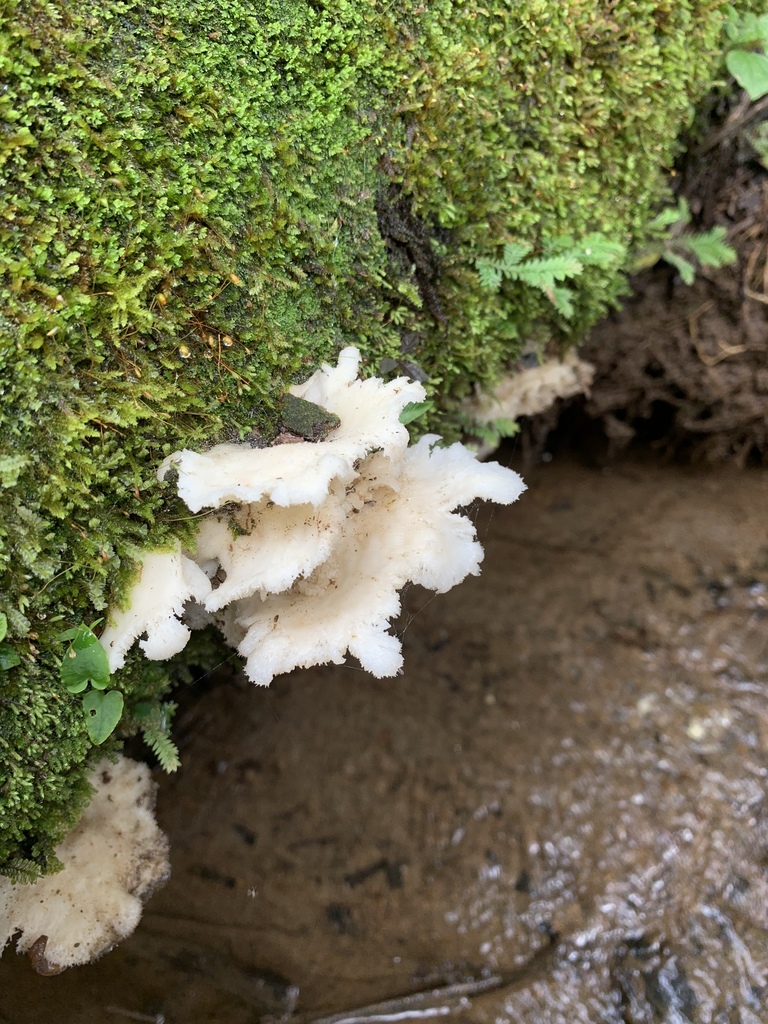 Favolus brasiliensis · December 2019 · photo: © pricklybriar (iNaturalist, cc0)