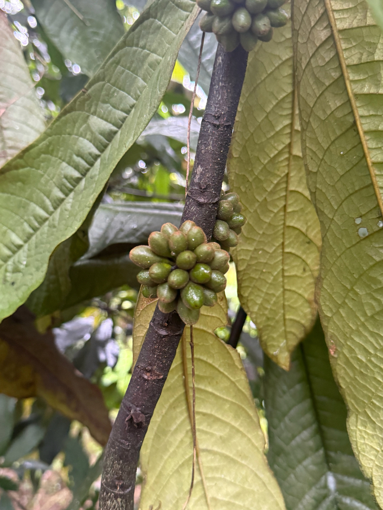 Goniothalamus vietnamensis