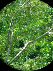Albizia adinocephala