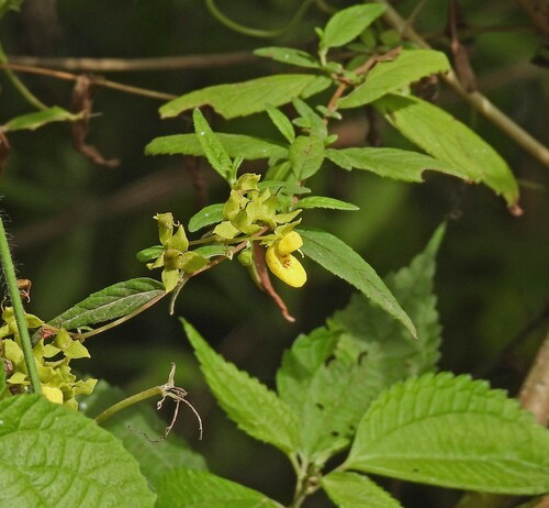 Calceolaria polyclada (Calceolaria polyclada)