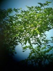 Albizia adinocephala