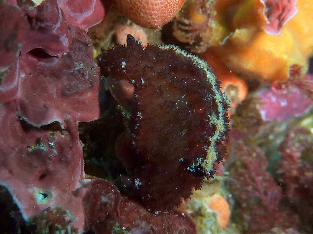 Ridged Granulated Dorid