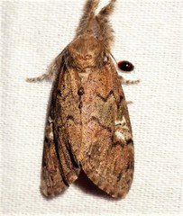 Dasychira obliquata