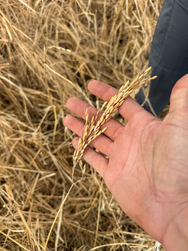 Oryza sativa, photograph 4