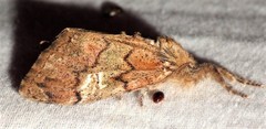 Dasychira obliquata