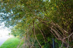 Salix atrocinerea