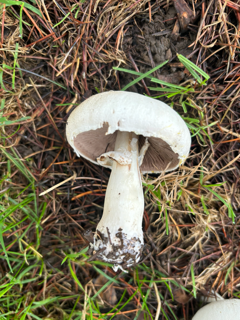 Agaricus xanthodermus · November 2025 · photo: © nyxki (iNaturalist, cc-by)