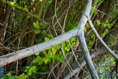 Salix atrocinerea