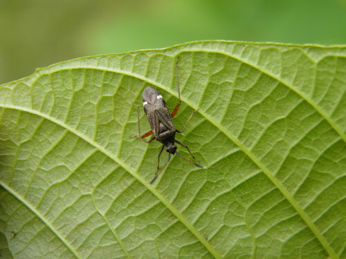 Dvidėmė Žolblakė