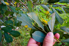 Salix atrocinerea