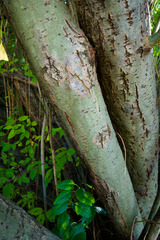 Salix atrocinerea