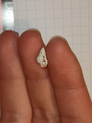 Tritia varicosa