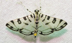 Conchylodes platinalis