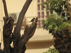 Passer domesticus
