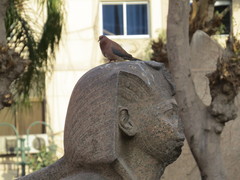 Streptopelia senegalensis
