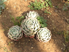 Echeveria elegans