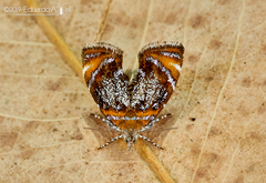 Prochoreutis inflatella