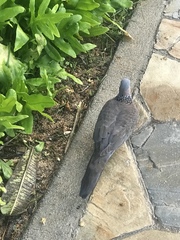 Streptopelia chinensis