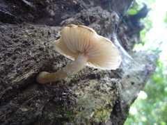 Armillaria limonea