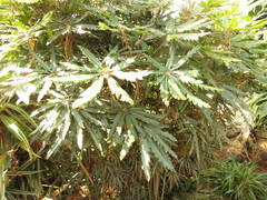 Plerandra elegantissima