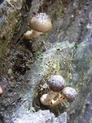 Armillaria limonea